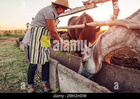 Femme agriculteur senior nourrissant des chevaux avec de l'herbe sur la cour de la ferme au coucher du soleil. Bétail mangeant et marchant à l'extérieur. Banque D'Images