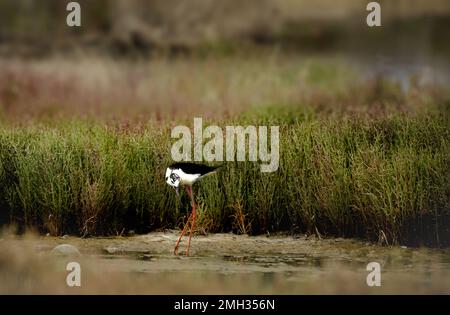 Stilt à ailes noires (Himantopus himantopus), je l'ai vu quand je me suis caché un peu entre les roseaux Banque D'Images