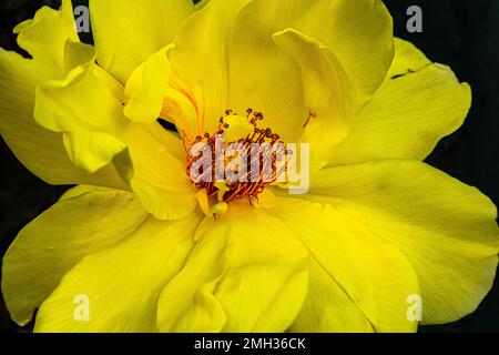 quand vous pensez à la rose, vous pensez à l'amour, au symbolisme romantique Banque D'Images