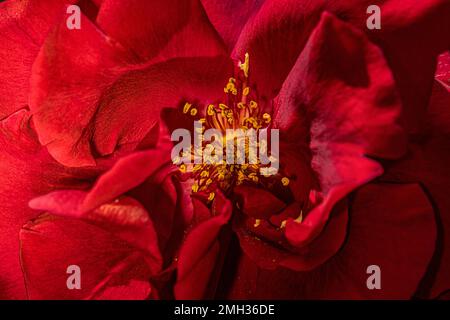 quand vous pensez à la rose, vous pensez à l'amour, au symbolisme romantique Banque D'Images