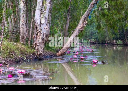 Eau rose lilly fleurs et feuilles sur une rivière au Vietnam Banque D'Images