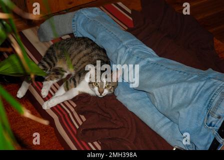 Un chat rayé gris repose sur un matelas allongé sur le sol sur les pieds du maître Banque D'Images