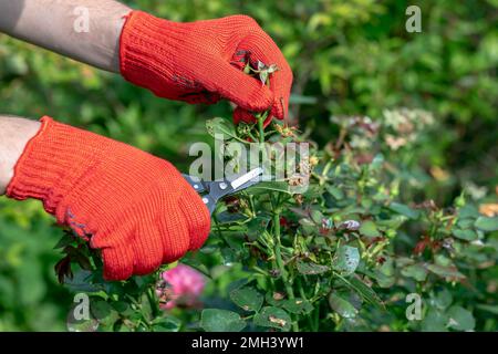 le jardinier en gants rouges fait élaguer avec des sécateurs roses fades fleurs Banque D'Images