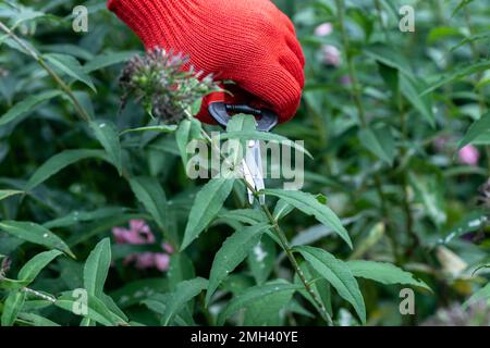 le jardinier en gants rouges fait élaguer avec des sécateurs fleurs de phlox décolorées Banque D'Images