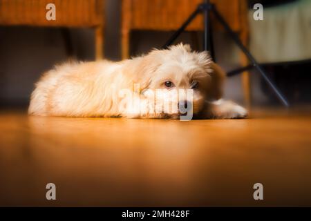 Gros plan d'un adorable chien de Mattipoo reposant sur le sol. Photo de haute qualité Banque D'Images