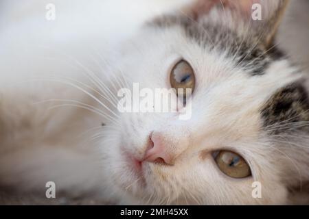 le chaton sauvage de rue sans-abri se trouve sur la route en été, chaton dehors de près Banque D'Images