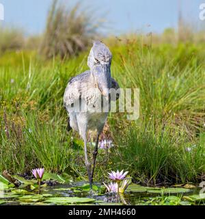 Shoebill photographié dans les zones humides de Mabamba, au bord du lac Victoria, près d'Entebbe, en Ouganda. Banque D'Images