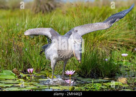 Shoebill photographié dans les zones humides de Mabamba, au bord du lac Victoria, près d'Entebbe, en Ouganda. Banque D'Images