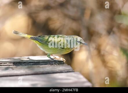 Paruline à couronne orange qui s'évertue sur le sol depuis une plate-forme en bois dans la réserve riveraine de Gilbert Water Ranch en Arizona. Banque D'Images