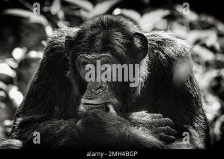 Un chimpanzé qui a l'air attentif tout en s'asseyant au milieu de la forêt tropicale. Image capturée dans la forêt tropicale de Kibale, dans l'ouest de l'Ouganda. Banque D'Images