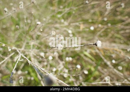 Petites fleurs blanches sur des brindilles sèches de buissons de plantes sauvages avec un fond flou.Grappes de petites graines blanches sur des branches minces. Buissons séchés en hiver. se Banque D'Images