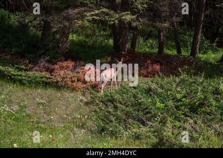 Cerf mulet dans un paysage forestier. Animaux sauvages. Gros plan sur le cerf mulet dans la forêt par une journée ensoleillée. Parc national Banff, Alberta, Canada Banque D'Images