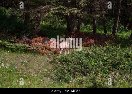 Cerf mulet dans un paysage forestier. Animaux sauvages. Gros plan sur le cerf mulet dans la forêt par une journée ensoleillée. Parc national Banff, Alberta, Canada Banque D'Images
