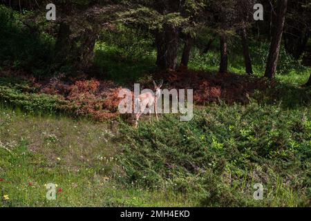 Cerf mulet dans un paysage forestier. Animaux sauvages. Gros plan sur le cerf mulet dans la forêt par une journée ensoleillée. Parc national Banff, Alberta, Canada Banque D'Images