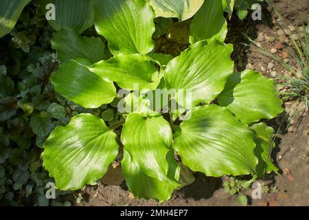 Plantain de lis ou de plantes à feuillage Hosta avec fleurs blanches. HostA, fleur dans le jardin, plante ornementale à fleurs avec de belles feuilles luxuriantes. Photo dans Banque D'Images