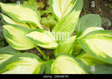 Plantain de lis ou de plantes à feuillage Hosta avec fleurs blanches. HostA, fleur dans le jardin, plante ornementale à fleurs avec de belles feuilles luxuriantes. Photo dans Banque D'Images