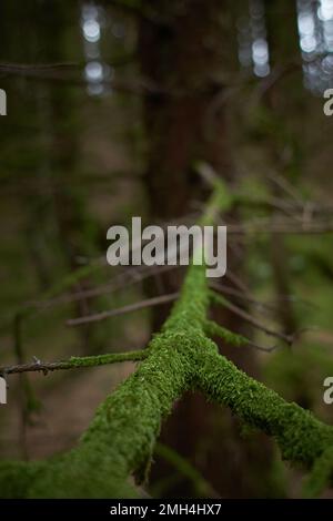 Bois de terre en mousse. Troncs d'arbre moussy. Tronc d'arbre vert mousse. Tronc d'arbre moussy au sol Banque D'Images