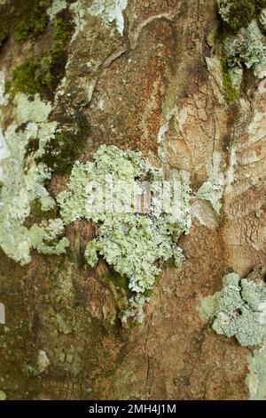 Bois de terre en mousse. Troncs d'arbre moussy. Tronc d'arbre vert mousse. Tronc d'arbre moussy au sol Banque D'Images