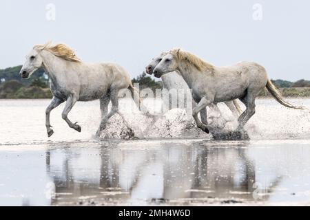 Saintes-Maries-de-la-Mer, Bouches-du-Rhône, Provence-Alpes-Côte d'Azur, France. Troupeau de chevaux traversant les marais de la Camargue. Banque D'Images