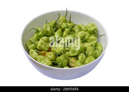 Vue d'angle de beaucoup de pads de piment vert Capsicum Chinense dans un grand bol en céramique en arrière-plan isolé Banque D'Images