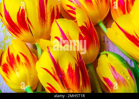 Gros plan Tulips jaunes rouges Banque D'Images