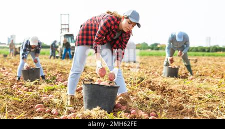 Une jeune fille de la ferme cueillant des tubercules de pomme de terre dans un seau dans le champ Banque D'Images