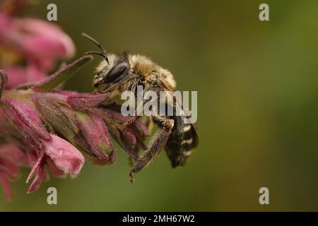 Un gros plan naturel d'une femelle de l'abeille solitaire rouge, Melitta tricincta, sur la fleur rose de son plan d'accueil Odontites vernus Banque D'Images