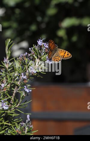 Herbes de jardin en fleurs romarin désambigüation avec papillon orange Banque D'Images