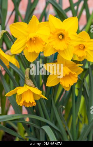 Gros plan du groupe de Narcisse Obvallaris ou Tenby Daffodil au printemps, Narcisse Obvallaris est une espèce sauvage de division 10 daffodil et est entièrement résistante Banque D'Images