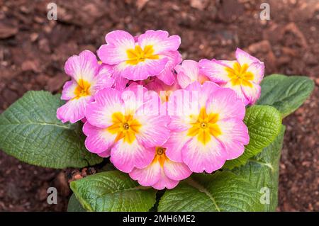 Gros plan de fleurs sur Primula Lipstick . Un seul primulaceae rose blanc et jaune qui fleurit du début au fin du printemps est vert permanent et entièrement endurci. Banque D'Images