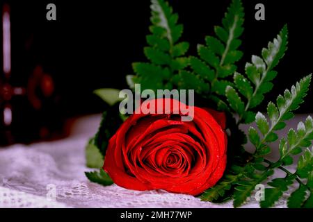 Gros plan de la rose rouge. Fleur de rose rouge en dentelle blanche faite à la main. Banque D'Images
