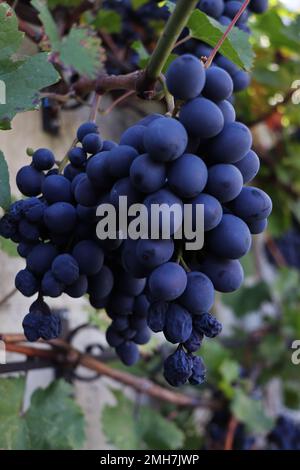 Branches de raisin rouge en croissance Banque D'Images