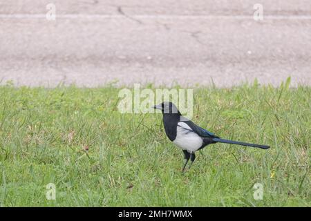 oiseau de magpie debout dans l'herbe à la recherche de nourriture parmi l'herbe Banque D'Images