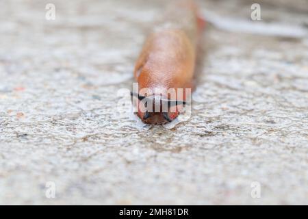 Grand taug terrestre ou mollusque de gastropodes terrestres sans coquille haute résolution Banque D'Images