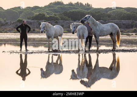 Saintes-Maries-de-la-Mer, Bouches-du-Rhône, Provence-Alpes-Côte d'Azur, France. 4 juillet 2022. Homme avec des chevaux dans les marais de la Camargue. Banque D'Images