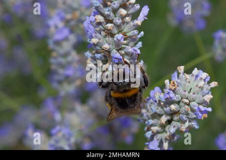 Une belle bourdon rayé jaune et noir à la recherche du nectar parmi les fleurs bleues de la plante de lavande. Banque D'Images