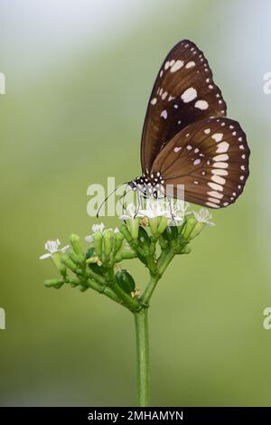 Papillon australien à sourcils commun sur fleurs Banque D'Images
