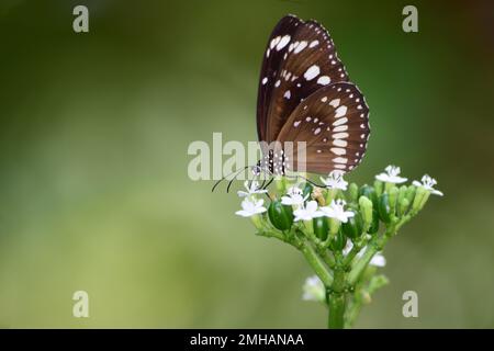 Papillon australien à sourcils commun sur fleurs Banque D'Images