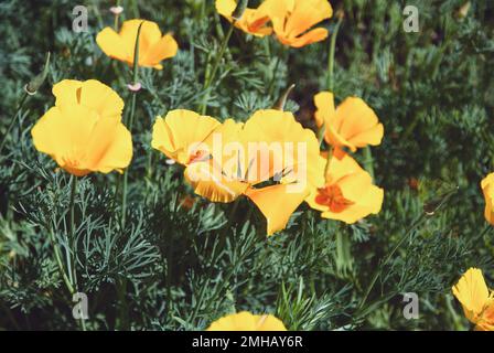 Eschscholzia californica le coquelicot californien fleurs d'orange fleuries dans le jardin Banque D'Images