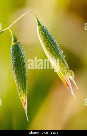 Macro des gouttes de rosée sur l'avoine (Avena) Banque D'Images