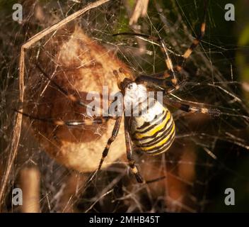 Gros plan d'une araignée de guêpe (Argiope bruennichi) sur son web Banque D'Images