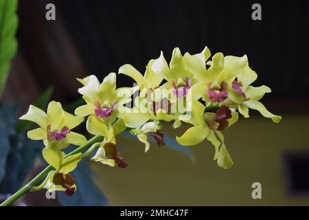 Belle orchidée tigre (Grammatophyllum speciosum) fleurs dans la cour de la maison. on l'appelle géante, picot, orchidée reine canéor. Banque D'Images