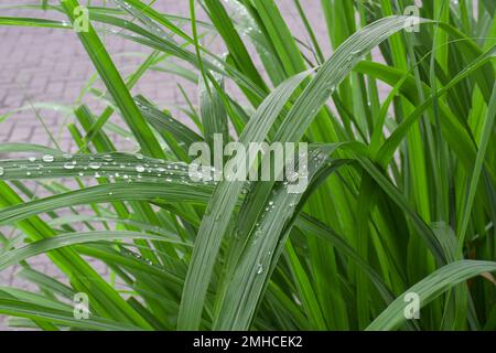 De l'eau tombe sur la citronnelle le matin. Citronnelle fraîche (Cymbopogon citratus) Banque D'Images