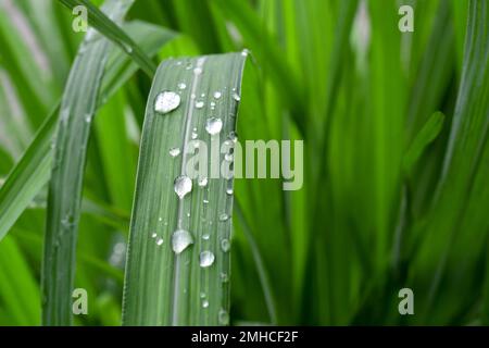 Gros plan des gouttes d'eau sur la citronnelle le matin. Citronnelle fraîche (Cymbopogon citratus) Banque D'Images