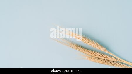 Trois épillets mûrs avec grains de blé sur fond bleu Banque D'Images