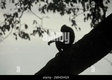 Un macaque Sulawesi à crête noire (Macaca nigra) est silhouetté sur un ciel lumineux car il repose sur un arbre près d'une plage dans la réserve naturelle de Tangkoko, au nord de Sulawesi, en Indonésie. Les effets du changement climatique sur les espèces endémiques peuvent être observés sur les changements de comportement et de disponibilité alimentaire, qui influent sur leur taux de survie. « Comme les humains, les primates surchauffent et se déshydratent par une activité physique continue par temps extrêmement chaud », selon un scientifique, Brogan M. Stewart, dans son rapport publié en 2021 sur la conversation. « Dans un avenir plus chaud, ils devraient s'adapter, se reposer et rester dans le Banque D'Images