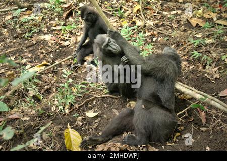 Un macaque à crête noire (Macaca nigra) de Sulawesi est soigné par un autre individu dans la réserve naturelle de Tangkoko, au nord de Sulawesi, en Indonésie. L'impact du changement climatique sur les espèces endémiques peut être vu sur le changement de comportement et la disponibilité alimentaire, Cela influence leur taux de survie.  "comme les humains, les primates surchauffent et deviennent déshydratés avec une activité physique continue par temps extrêmement chaud", selon un scientifique, Brogan M. Stewart, dans son rapport publié en 2021 sur la conversation. « Dans un avenir plus chaud, ils devraient s'ajuster, se reposer et rester à l'ombre pendant les temps les plus chauds. Banque D'Images