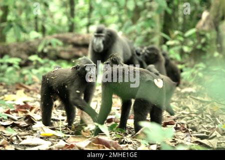 Deux juvéniles de macaque à cragoût noir (Macaca nigra) de Sulawesi se livrent à un comportement agressif l'un envers l'autre dans la réserve naturelle de Tangkoko, au nord de Sulawesi, en Indonésie. Les scientifiques primates ont découvert que les comportements agressifs (menace et attaque) font partie des activités sociales macaques endémiques. Les vocalisations agressives (écorce, grunt, hochet, cri) et/ou les expressions faciales (bouche à moitié ouverte, dents à bec ouvert, stare, mouvement de la mâchoire) sont définies comme « menace ». Pendant ce temps, « attaque » inclut les comportements agressifs dépassant l'intensité de la menace en attaques sans contact (poursuite, fente, et... Banque D'Images