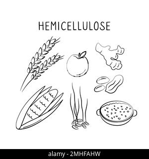 Aliments contenant de l'hémicellulose. Groupes de produits sains contenant des vitamines et des minéraux. Ensemble de fruits, légumes, viandes, poissons et produits laitiers. Illustration de Vecteur