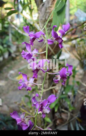 Fleur d'orchidée pourpre dans le jardin de la maison avec fond de ciel. Banque D'Images